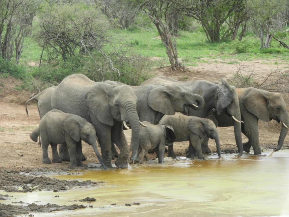 Bongan Safari Lodge Mbabat Kültér fotó